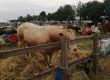 Driffield Show
