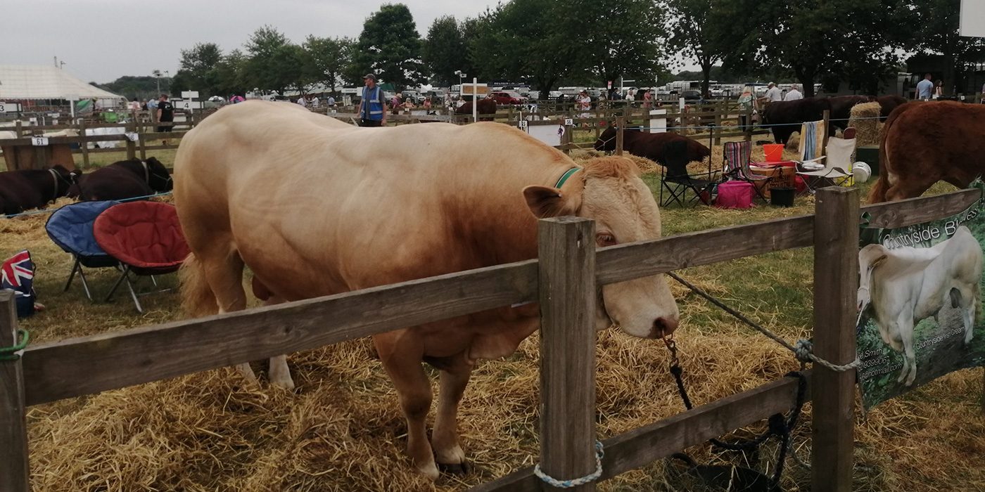 Driffield Show
