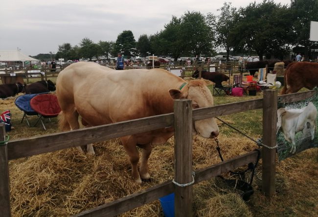 Driffield Show Driffield Show